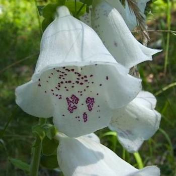 <b>white foxglove</b>