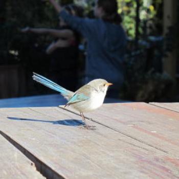 <b>Blue Wren, Margaret River ; Wendy/Perth</b>