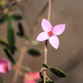 <b>0828 Boronia microphylla, Rutaceae, native flower, Muogamarra nature Reserve, Hawkesbury R, NSW, 12th Sept'09, Kate/Sydney</b>
