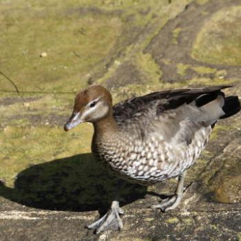 <b>9381 Australian Wood Duck aka the Maned Duck or the Maned Goose, Chenonetta jubata, Anatidae, Anseriformes, Lane Cove National Park, West Chatswood, NSW, 1st Sept'09, Kate/Sydney</b>