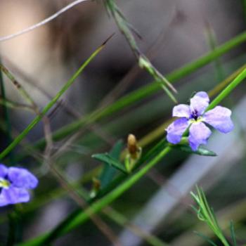 <b>0398 Dampiera stricta, Blue Dampiera, Goodeniaceae, native flower, Muogamarra Nature Reserve, Hawkesbury R, NSW, 12th Sept'09, Kate/Sydney</b>