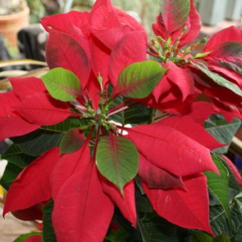 <b>1522 Poinsettia, Sydney, 14th Jan'10, Kate/Sydney</b>