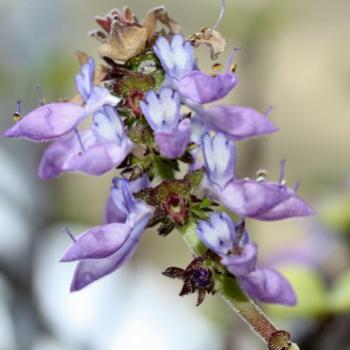 <b>9100 blue flowered succulent, Hawkesbury River, 29th Aug'09, Kate/Sydney</b>