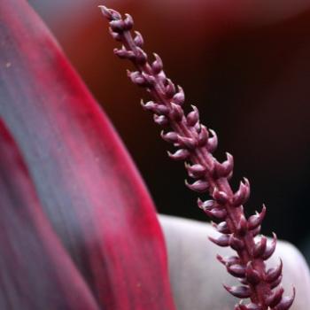 <b>7801 Cordyline stricta, Narrow-leaved palm lily, Agavaceae, Hawkesbury R, 8th Aug'09 Kate/Sydney</b>