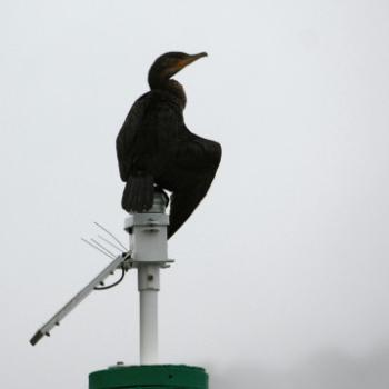 <b>0926 Australasian Darter, Anhinga novaehollandiae, Anhingidae, Hawkesbury R, 31st Dec'09, Kate/Sydney</b>