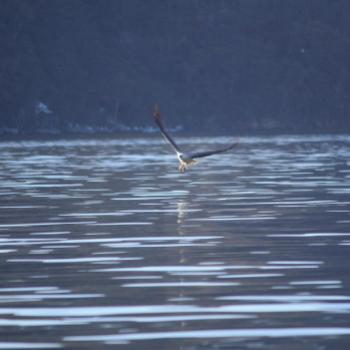 <b>6963 Sea Eagle catching a fish, Hawkesbury R, 1st Aug'09 Kate/Sydney</b>