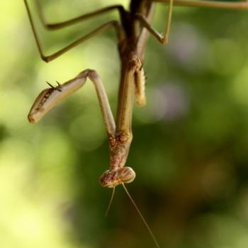 <b>0679 Praying Mantis under the deck, Hawkesbury R, 29th Dec'09, Kate/Sydney</b>