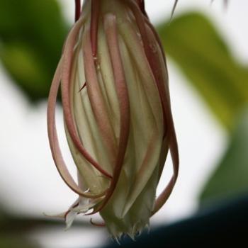 <b>9670 'yesterday's' flower, Epiphyllum oxypetalum, Dutchman's Pipe Cactus, Night Flowering Epiphyllum, Cactaceae, Sydney, 1st Dec'09, Kate/Sydney</b>