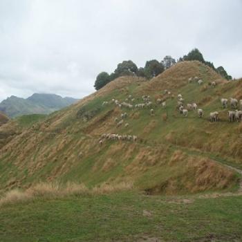 <b>Sheep dotting a hillside in New Zealand's north island</b>