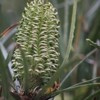 <b>7577 Banksia occidentalis, Red swamp banksia, Waterbush, Proteaceae, Botanic Gardens, Ballarat, Vic, 29th Oct'09, Kate/Sydney </b>
