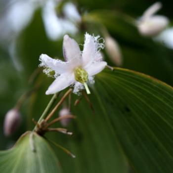 <b>1898 Eustrephus latifolius, Wombat berry, Philesiaceae, Luzuriagaceae, native flower, Hawkesbury R, 24th Jan'10, Kate/Sydney</b>