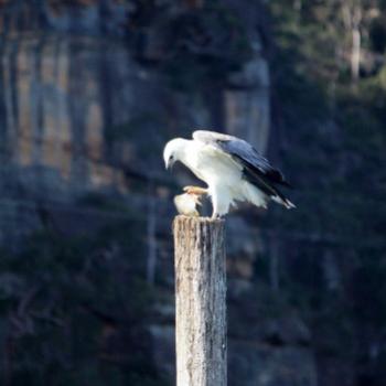 <b>7897 White-bellied Sea-Eagle with fish - bream, Haliaeetus leucogaster, Accipitridae, Hawkesbury R, 9th Aug'09, Kate/Sydney</b>
