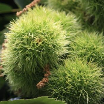 <b>4183 Castanea sativa, Sweet Chestnut, Marron, Fagaceae, Botanic Gardens, Queenstown, Sth Is, NZ,20th Mar'10 Kate/Sydney</b>