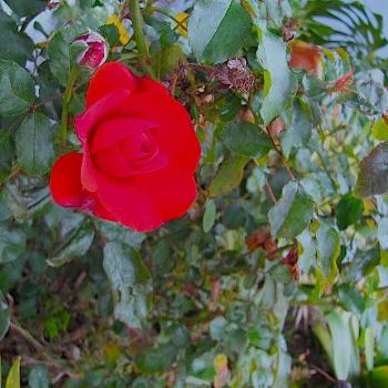 <b>Red rose by garden wall</b>