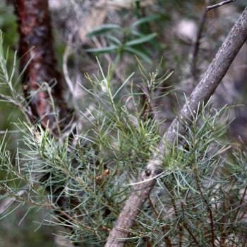 <b>6800 red & black papery bark, Persoonia pinifolia, Pine-leaved geebung, Proteaceae, Hawkesbury R, 1st Aug'09, Kate/Sydney</b>