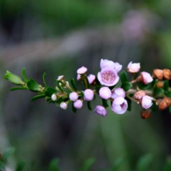 <b>1490 Rock thryptomene, Thryptomene saxicola, Myrtaceae, 4mm across, native flower, Sydney, 14th Jan'10, Kate/Sydney</b>
