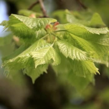 <b>7699 Tilia platyphyllos, Large-leaved Lime, Tilliaceae, Botanic Gardens, Ballarat, Vic, 29th Oct'09, Kate/Sydney </b>