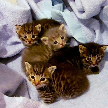 <b>foundling tabby kittens</b>
