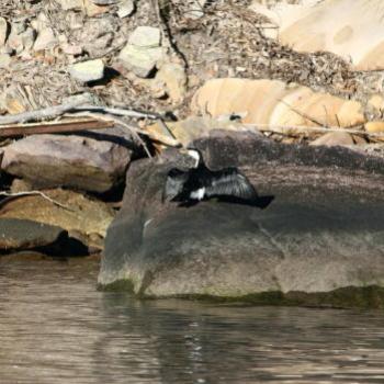 <b>6925 Pied Cormorant drying off</b>