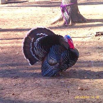 <b>Tom turkey</b>