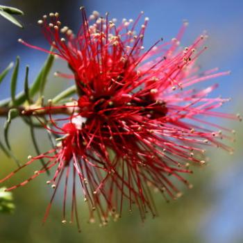 <b>9796 Scarlet kunzea, Kunzea baxteri, Myrtaceae, native flower, Hawekesbury R, 12th Dec'09, Kate/Sydney</b>