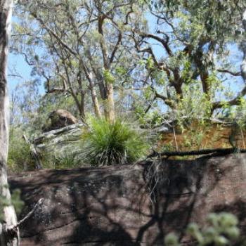 <b>0798 trees on the rock, Muogamarra nature Reserve, Hawkesbury R, NSW, 12th Sept'09, Kate/Sydney</b>