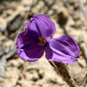 <b>0533 Patersonia sericea, Native Iris, Silky Purple Flag, Iridaceae, native flowers, Muogamarra Nature Reserve, Hawkesbury R, NSW, 12th Sepr'09, Kate/Sydney</b>