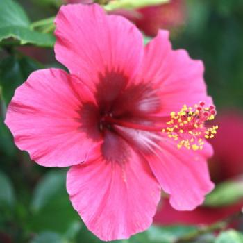 <b>0381 hibiscus, Darling Point, Sydney, 21st Dec'09, Kate/Sydney</b>