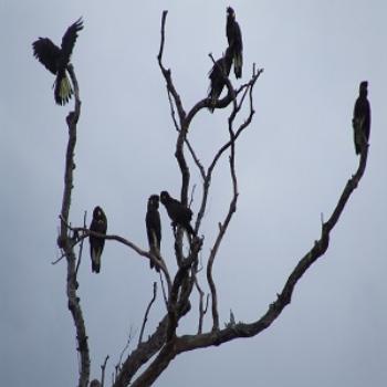 <b>Black Cockatoos-Maroota,Sydney</b>