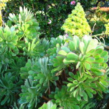 <b>Succulent in flower in home garden; Wendy/Perth</b>