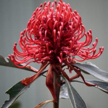 <b>7527 Telopea speciosissima, Waratah, Proteaceae, Ballarat Botanic Gardens, Victoria, 29th Oct'09 Kate/Sydney</b>