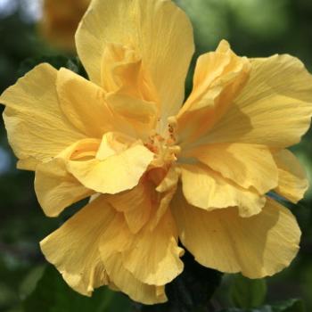 <b>3004 yellow hibicsus, Malvaceae, Sydney, 2nd March'09 Kate/Sydney</b>