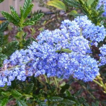 <b>Ceanothas in daughter's garden, Margaret River; Wendy/Perth</b>