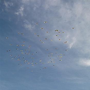 <b>Crested Cockatoos flocking at Botanical Gardens, Pam, Sydney</b>