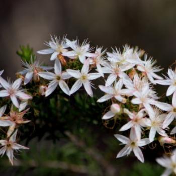 <b>0531 Calytrix tetragona, Fringe Myrtle, Myrtaceae, native flowers, Muogamarra Nature Reserve, Hawkesbury R, NSW, 12th Sepr'09, Kate/Sydney</b>
