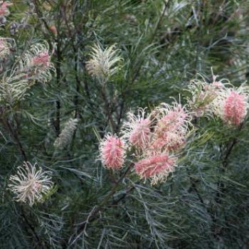 <b>3848 Grevillea cultivar Misty Pink, Proteaceae, suburban Sydney, 5th Oct'09, Kate/Sydney</b>