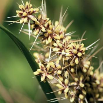 <b>0784 Lomandra longifolia, Spiny-headed Mat-rush, Xanthorrheaceae, Avicenniaveae, Peats Bigh, native flowers, Muogamarra Nature Reserve, Hawkesbury R, NSW, 12th Sepr'09, Kate/Sydney</b>