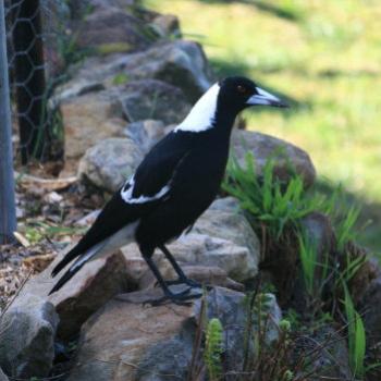 <b>7713 Australian Magpie, Gymnorhina tibicen, Artamidae, Passeriformes, Hawkesbury R, 8th Aug'09 Kate/Sydney</b>