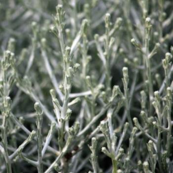 <b>7045 Cushion Bush, Snow Bush, Leucophyta brownii (syn. Calocephalus brownii), Asteraceae, native plant, GORd, Vic, 28th Oct'09, Kate/Sydney</b>