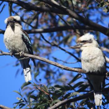 <b>7685  Laughing Kookaburra, Dacelo novaeguineae, Halcyonidae, Coraciiformes, Hawkesbury R, 8th Aug'09 Kate/Sydney</b>