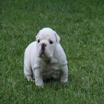 <b>Miss T, Teena/Sydney</b>