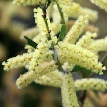 <b>9746 Acacia longifolia var longifolia, Sydney Golden Wattle, Mimosaceae, native flower, Lane Cove National Park, West Chatswood, NSW, 1st Sept'09, Kate/Sydney</b>