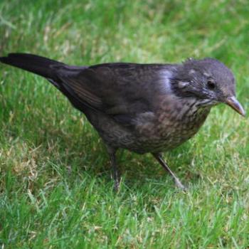 <b>4337 female, Common Blackbird, Turdus merula, Muscicapidae, Passeriformes, Introduced Bird, Millbrook Resort, near Queenstown, Sth Is, NZ, 20th Mar'10, Kate/Sydney</b>