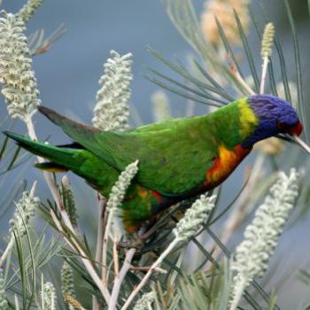 <b>9079 Lorikeet in the Grevillea, Hawkesbury River, 29th Aug'09, Kate/Sydney</b>