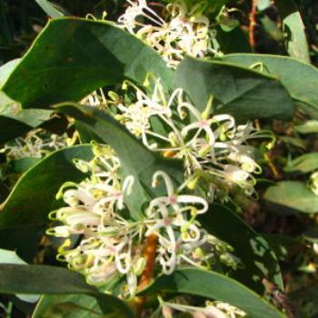 <b>Hakea Prostrata; Wendy/Perth</b>