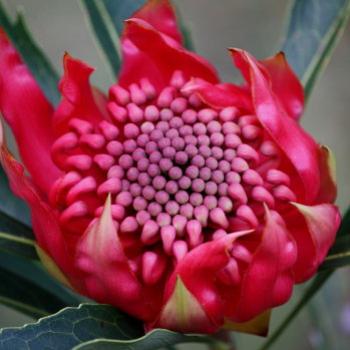 <b>9133 Waratah, Telopea speciosissima, Proteaceae, Floral Emblem of NSW, Hawkesbury River, 29th Aug'09, Kate/Sydney</b>