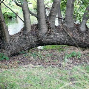 <b>4358 fallen tree trunk, Millbrook Resort, near Queenstown, Sth Is, NZ, 20th Mar'10, Kate/Sydney</b>
