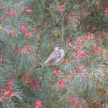 <b>Little Wattlebird in grevillia- Tasmania</b>
