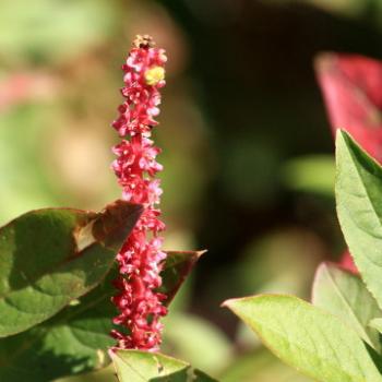 <b>9498 Pokeweed, Phytolacca americana, Phytolaccaceae, not native, Lane Cove National Park, West Chatswood, NSW, 1st Sept'09, Kate/Sydney</b>