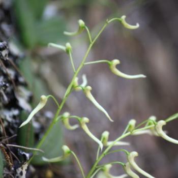 <b>0831 tiny native orchid, Dockrillia linguiformis, Tongue Orchid, Orchidaceae, native flower, Muogamarra nature Reserve, Hawkesbury R, NSW, 12th Sept'09, Kate/Sydney</b>